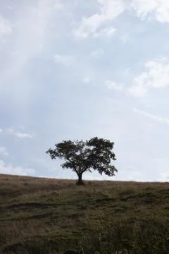 Single Tree on empty field Stock Photos