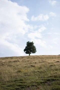 Single Tree on empty field Stock Photos