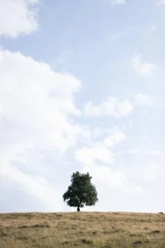 Single Tree on empty field Stock Photos