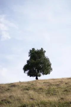 Single Tree on empty field Stock Photos