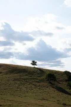 Single Tree on empty field Stock Photos