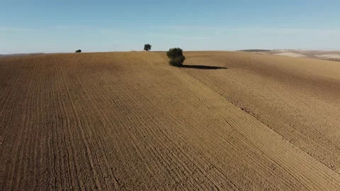 Single tree in empty landscape with hills. Lonely tree and ground with patter Stock-Footage 183904124