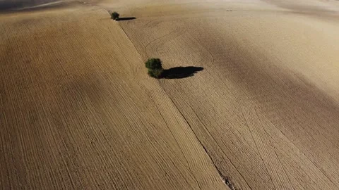 Single tree in empty landscape with hills. Lonely tree and ground with patter Stock Footage 183904457
