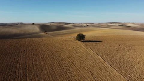 Single tree in empty landscape with hills. Lonely tree and ground with patter Stock Footage 183904464