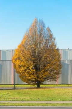Single tree in fall Stock Photos