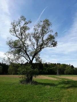 Single  tree  in farmer's ground Stock Photos