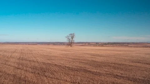 Single tree in the field, aerial view Video stock 126317155
