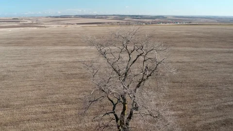 Single tree in the field, aerial view Stock Footage 126317222