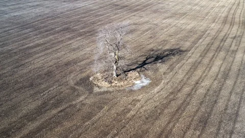 Single tree in the field, aerial view Video stock 126317250
