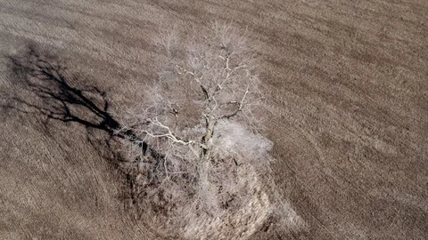 Single tree in the field, aerial view Video stock 126317283