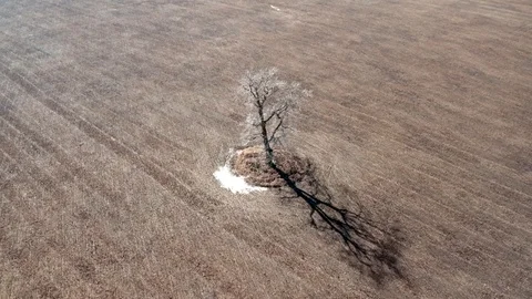 Single tree in the field, aerial view Video stock 126317324