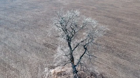 Single tree in the field, aerial view Video stock 126317349