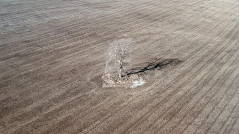 Single tree in the field, aerial view Video stock 126317391