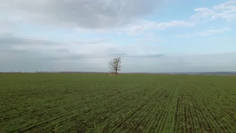 Single tree in the field, aerial view Stock-Footage 142226104