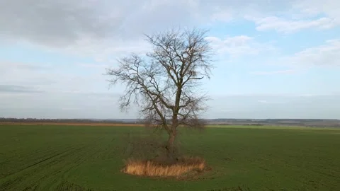 Single tree in the field, aerial view Stock-Footage 142226117
