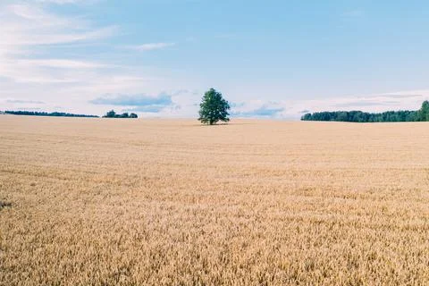Single tree in field and blue sky Stock Photos
