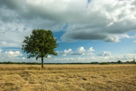 Single tree in the field and clouds in the sky Stock Photos