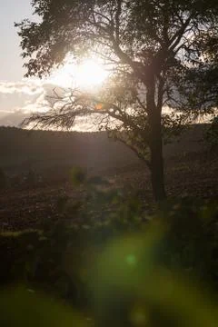 Single tree in a field with back light Stock Photos