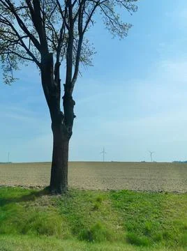 A single tree in a field, blue sky, green grass and windmills Stock Photos