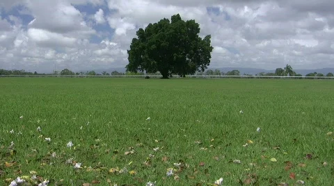 Single tree in field Stock Footage 864025