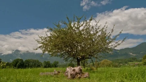 A single tree in a field Stock Footage 94713969