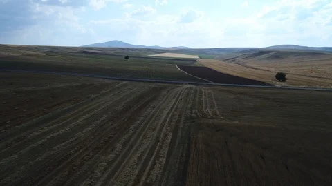 Single tree in the field Видео 95012421