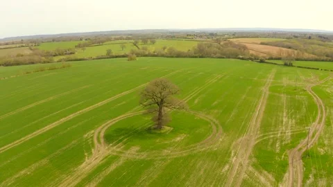 Single tree in field Stock Footage 220790164