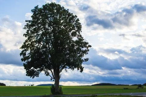 Single tree in the field in front of cloud sky Stock Photos
