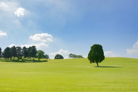 Single tree in the field of olympic park in korea Stock Photos