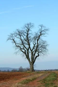 Single tree in a field Stock-Fotos