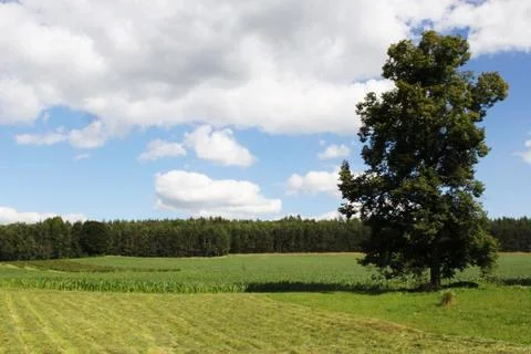 Single tree on field Stock Photos