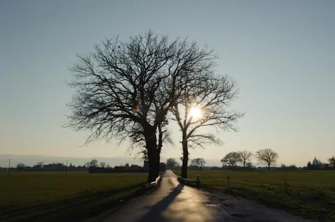 Single tree in a field Stock Photos