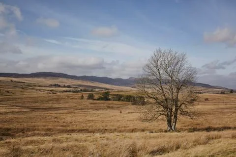 A single tree in a field Stock Photos