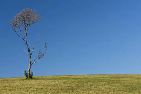 Single tree in a field Stock Photos