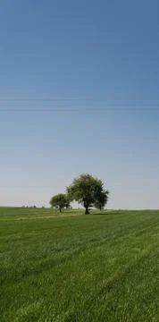 Single tree in the field Foto stock