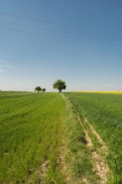 Single tree in the field Foto stock