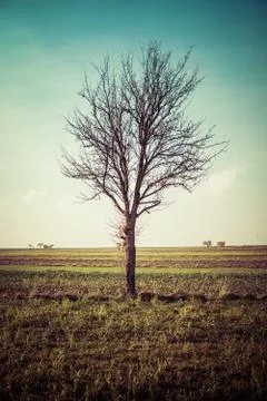 Single tree in the field Stock Photos