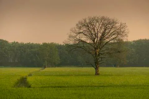 Single tree in the field Stock Photos