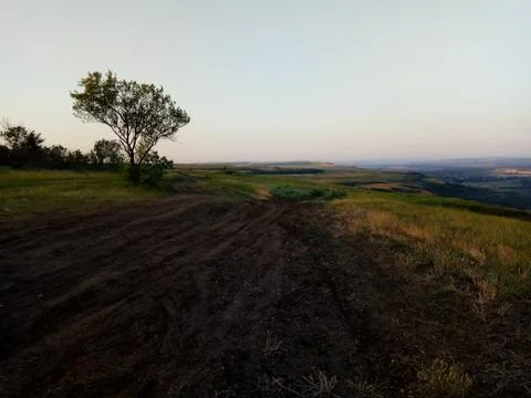 Single tree in the field Foto stock