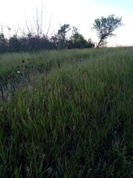 Single tree in the field Stock Photos