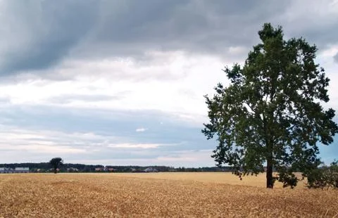 Single tree in the field. Stock Photos