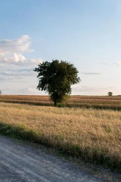 Single tree in the field Stock Photos