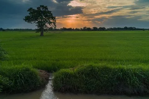 Single tree in the field at sunset Stock Photos
