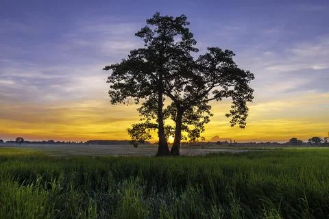 Single tree in the field at sunset Stock Photos