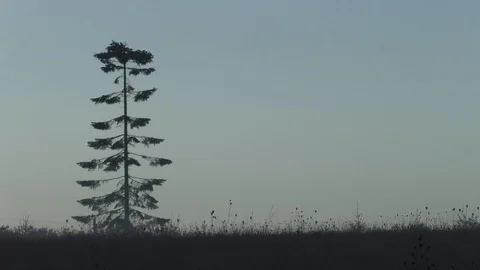 Single tree in a field of withering agricultural plants in autumn near sunset Stock Footage 97750151