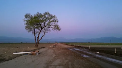 Single tree in the fields at Bakersfield, California, in blue hour. Stock-Footage 245466594