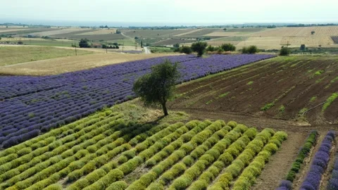 Single tree in the fields of purple lavender Stock Footage 133370056