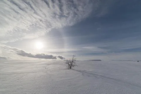 Single tree at flat mountain Fotos Stock