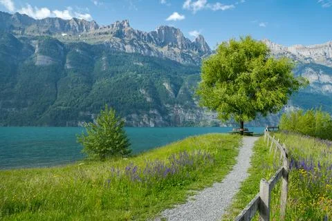 Single tree on a flowered meadow with a cloudy sky and mountains Stock Photos