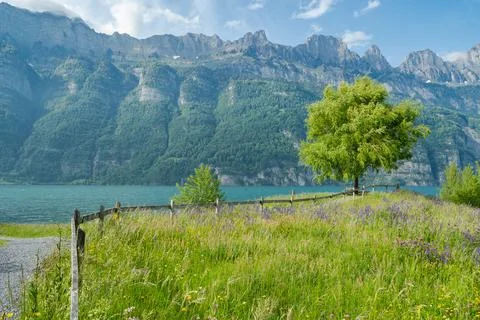 Single tree on a flowered meadow with a cloudy sky and mountains Stock Photos